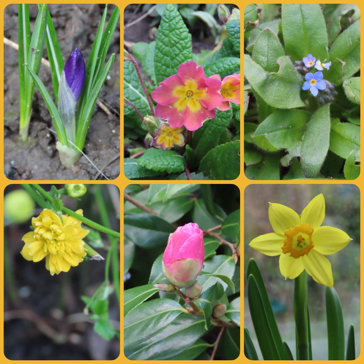 The garden has burst into life this week. 😍 #SixOnSaturday  #GardeningTwitter