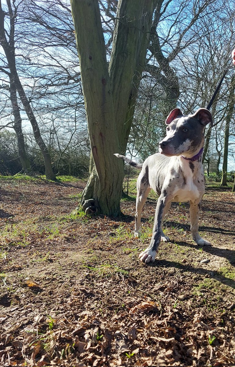 Our Chaos looking well up the field playing with the girls 💗🐾🐾 #Bullmali #dogsoftwitter #dogsofinstagram #puppy #Bluemearle