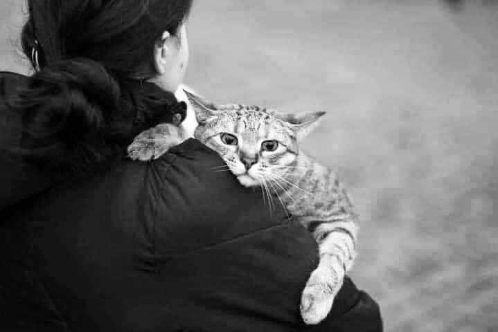 O_Toots's tweet photo. While news anchors speak of casualties among men, we tend to forget that there are also (farm)animals in these war zones, afraid and in despair, hoping not to be left behind or die … 

🕊

#animalsinneed #animalsinwarzones #family #stopthewar #warisnevertheanswer https://t.co/gEqGSViRL2