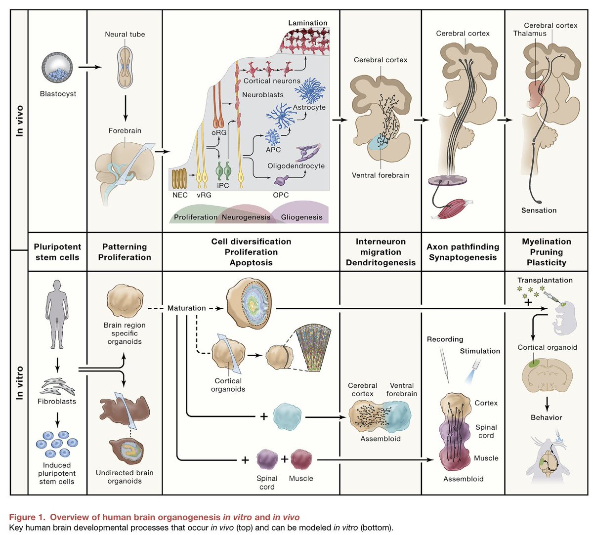 bogglerapture's tweet photo. Absolute humdinger of a developmental neurobiology review by @kevinwkelley and @PascaStanford in @CellCellPress "Human brain organogenesis: Toward a cellular understanding of development and disease" https://t.co/KCy6OIEZP4 Thanks Kevin and Sergui !! https://t.co/7JuG9HlX6F