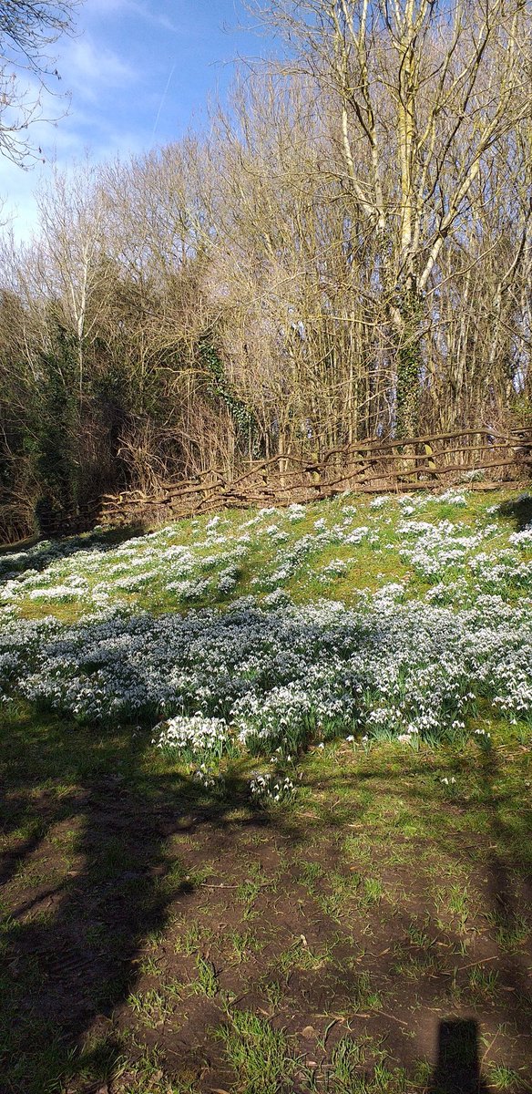 CarolArrowsmith's tweet photo. Snowdrops looking lovely at #Holwell nature reserve, nr Melton Mowbray #LRWT https://t.co/sfm9GFzcdo