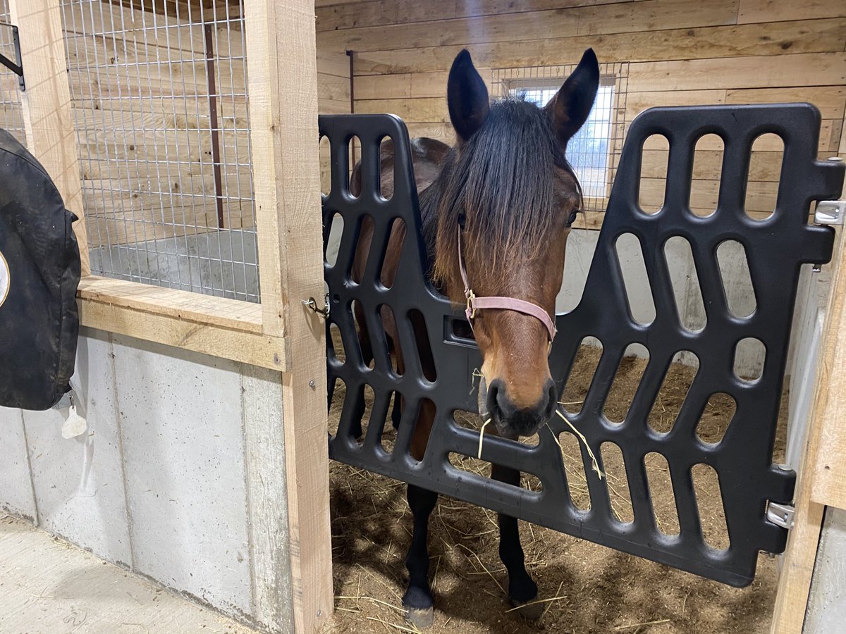 FRANTASTIC L loves her newly  constructed quarters at LeVan Stables, Woodstock, OH.