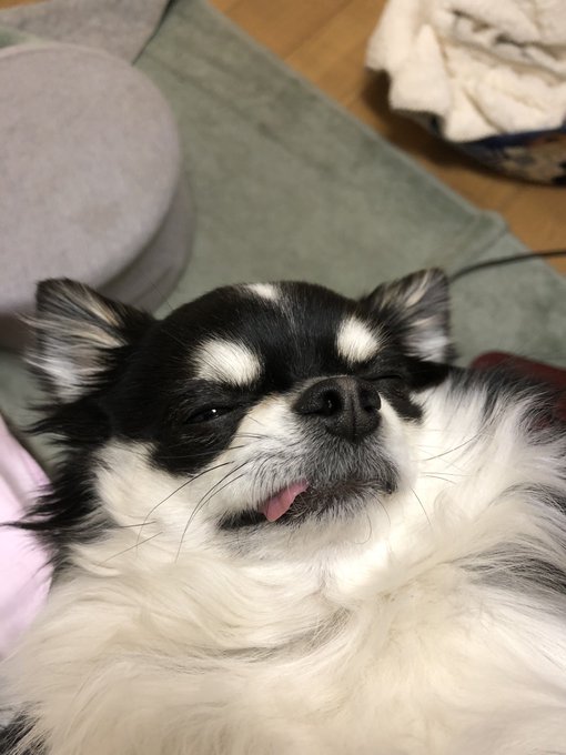 寝起きの犬いっつも舌出てる 