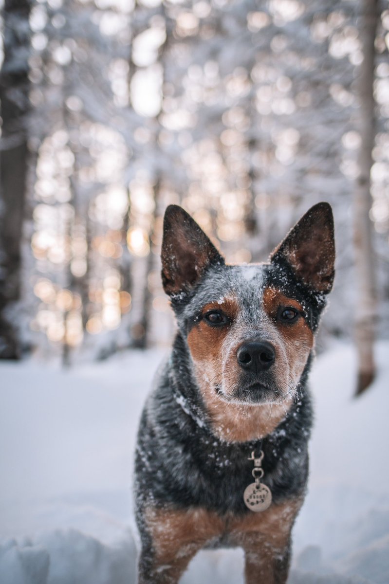 Good morning sunshine ✨ #twitterdogcommunity #dogsoftwitter #twitterdogs