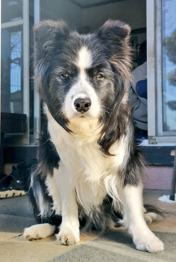 回って毎回 お前 誰 という顔をする愛犬を かわいい と言える飼い主から学ぶこと 石井万寿美 個人 Yahoo ニュース