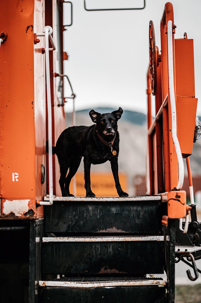 When that <a href="/Beyonce/">BEYONCÉ</a> wind hits ya!                          #dogsoftwitter #BatEars #twitterdogcommunity #photography #girlonatrain