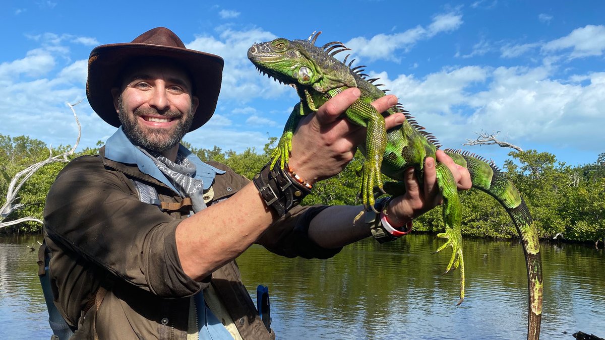 HERE BE DRAGONS! For realsies, we found some super insane looking iguanas in Raccoon Key. Total Godzillas.

Watch me dive into the muck to catch these real life dragons - link in bio.
