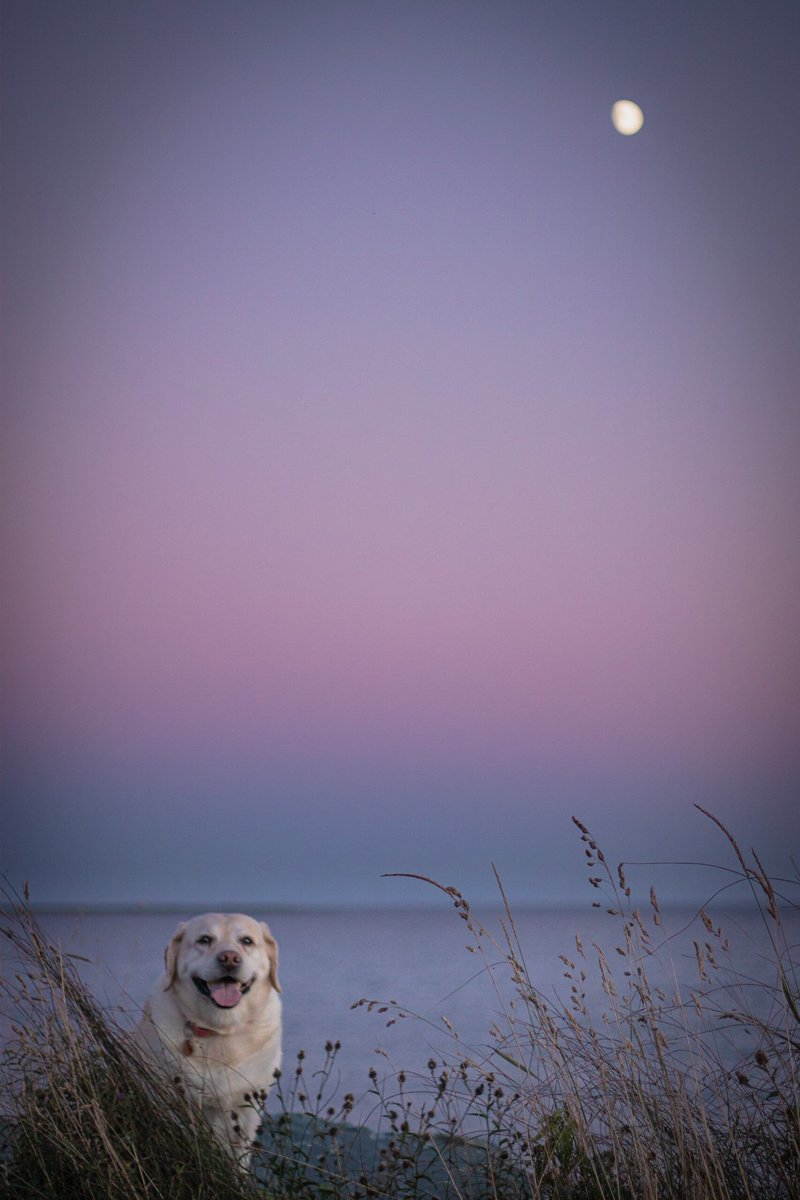 Finally posting the original version of this photo without stupid insta crop making me choose between the moon or JJs neck 🥲

#DogsofTwittter #dogtwittercommunity #twitterdogs #dogsoftwitter #nocrop #labradorretriever #NovaScotia