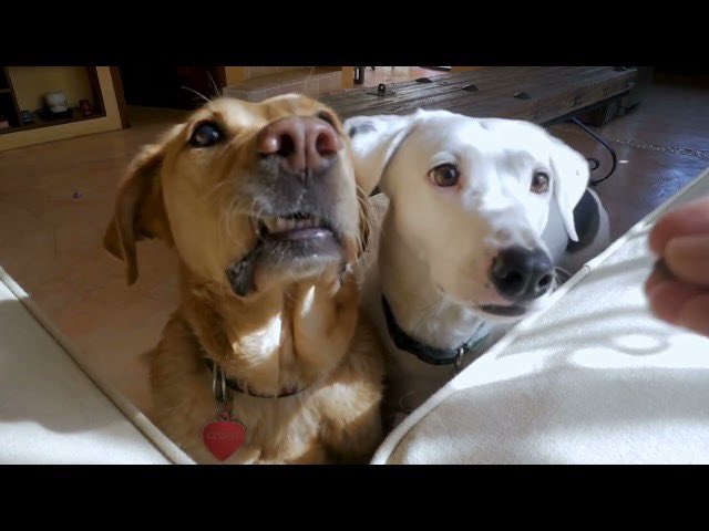 RelaxingFlow21's tweet image. Ever wonder why noises make your pet anxious?Long periods of silence means that your pet may become sensitive to noise.Small sounds can become sudden and unexpected sounds to them.Those noises may often cause your pet to be fearful of similar sounds, such as fireworks and thunder