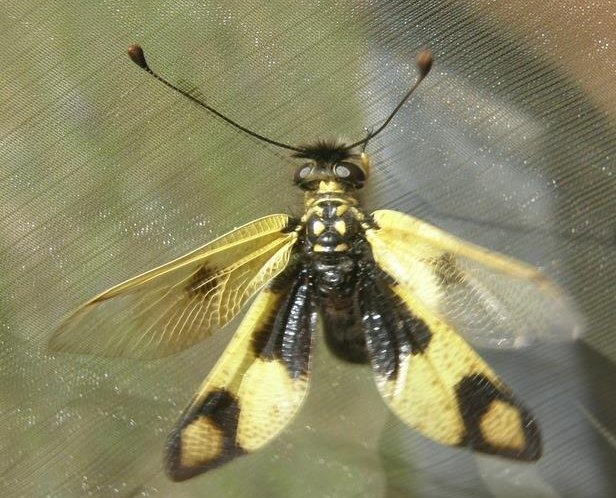 Arthro-Pod (@arthro_podshow) on Twitter photo SPECIAL EPISODE ALERT: @mskvarla36 talked with @swarmofthought about entomology in #Ukraine, important Ukrainian entomologists, amber, and the impact of the current unjustified, aggressive invasion. 
arthro-pod.blogspot.com/2022/02/arthro… SPECIAL EPISODE ALERT: @mskvarla36 talked with @swarmofthought about entomology in #Ukraine, important Ukrainian entomologists, amber, and the impact of the current unjustified, aggressive invasion. 
arthro-pod.blogspot.com/2022/02/arthro…