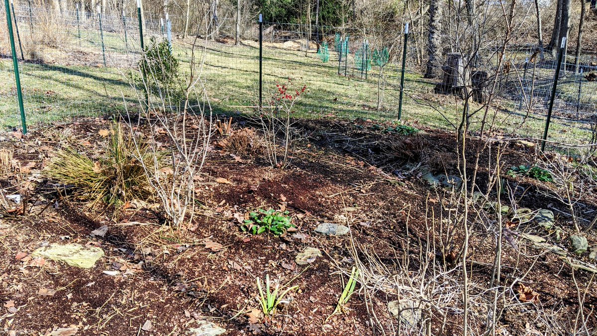 Got the #raingarden all cleaned up. Thing are budding up & the #goldenragwort is def going to be a new fave (added last year for ground cover & spring color); it more than tripled its spread over winter!!! #plantnatives #grownatives #gardening