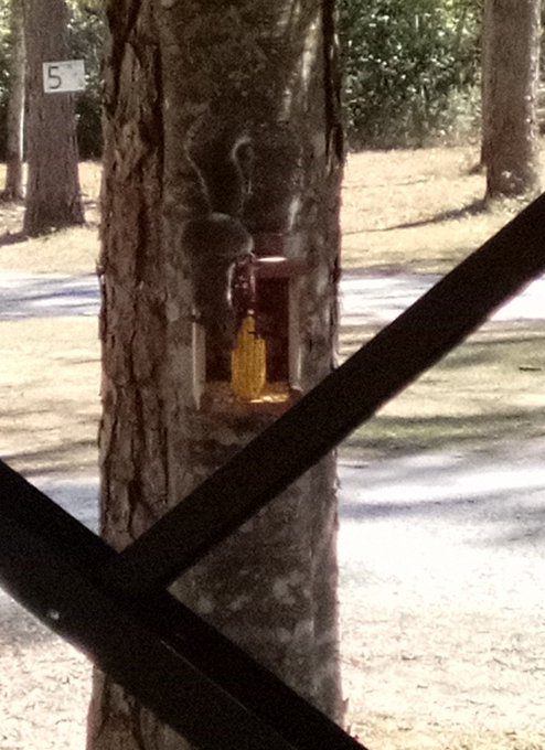 Squirrel time lunch https://t.co/M8xkpnypDI