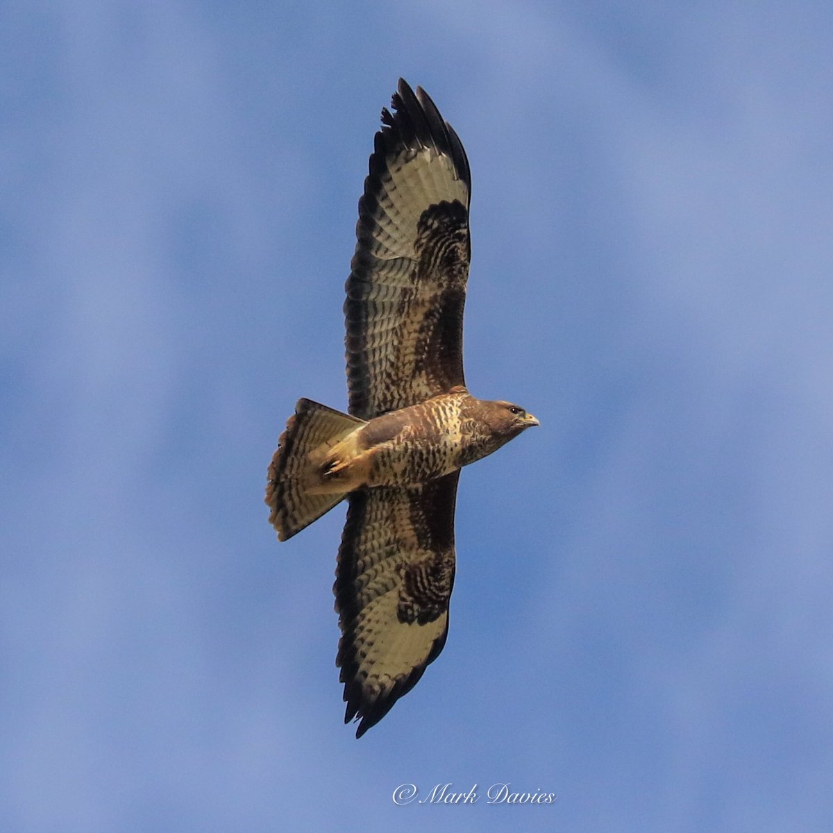 Marky64's tweet photo. A couple of #buzzards taken today over #maplestead #birdphotography https://t.co/Adc82Jrz2K