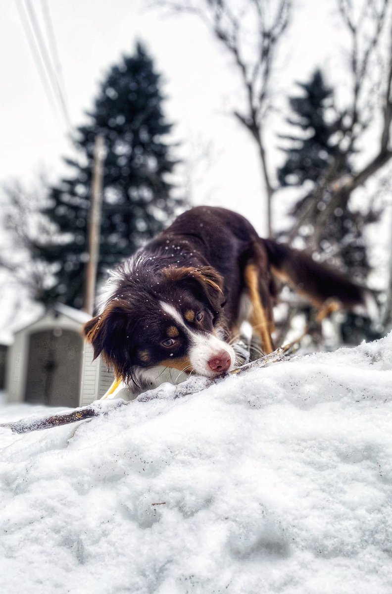 indie_aussie's tweet photo. I like big sticks and I cannot lie! 😆  

#dogsoftwitter #twitterdogcommunity #saturday #sticksfordays https://t.co/ziGoR1eHst