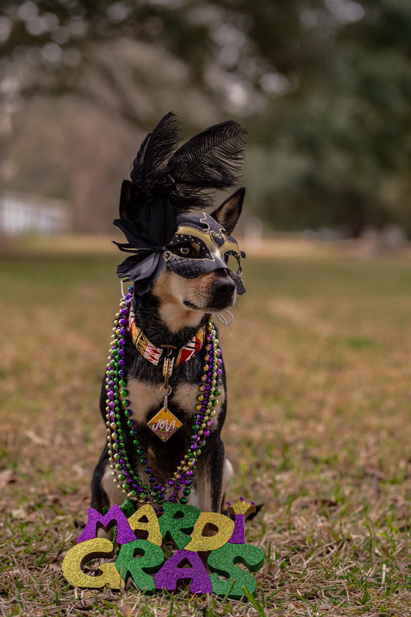 Let the good times roll! It’s Mardi Gras weekend down here in Louisiana 💚💜💛 #dogsoftwitter #twitterdogcommunity #NewOrleans #MardiGras #dogtwittercommunity
