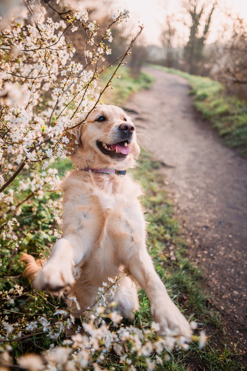 Hello to all my new twitter friends! #twitterdog #twitterdogcommunity #dogsoftwitter #dogsofinstagram #goldenretrievers