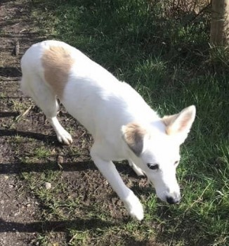 millypod1's tweet photo. PABLO HOME SAFE. THANKS FOR RT's ๐๐๐พ
๐25 FEB 2022 #Lost PABLO #ScanMe
PLEASE DONโT CHASE, CALL OR TRY TO CATCH
White & Tan Husky Cross Male
#HigherDenham #Denham #Buckinghamshire #UB9
SIGHTINGS**
https://t.co/hSVINg8J3b https://t.co/S7oumJVGnC