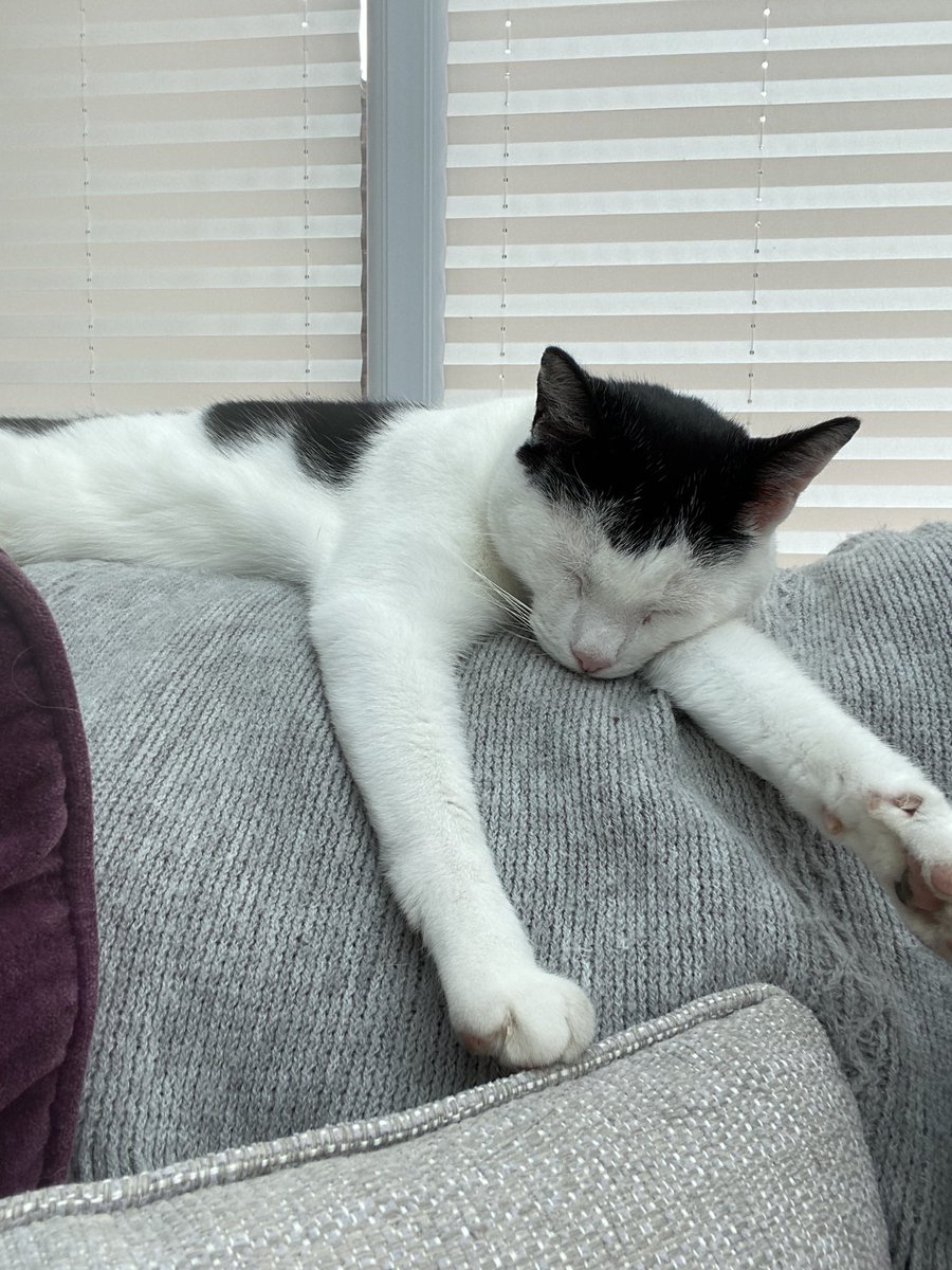pennysprout's tweet photo. @Superloubee @SusanCalman @Simjxmes Exhausting work being a lamp stand https://t.co/s07nYUWrHw