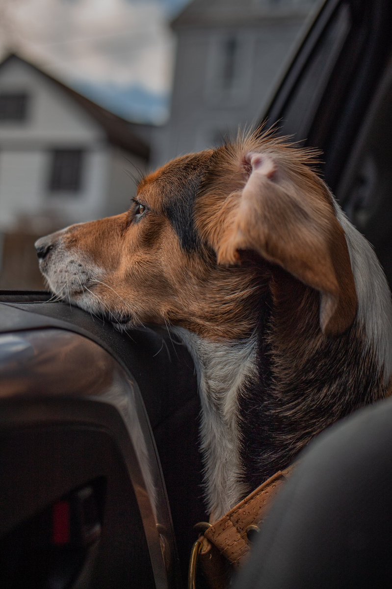 Anyone else’s dog get flipped ears?

#beagle #twitterdogcommunity #dogsoftwitter #dogsofinstagram #dog