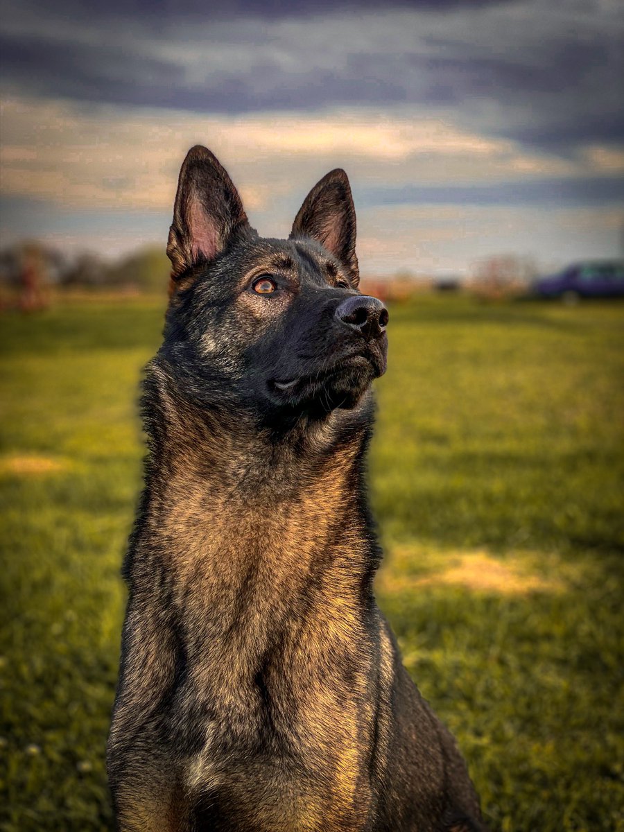 Panzer The Shepherd tweet media