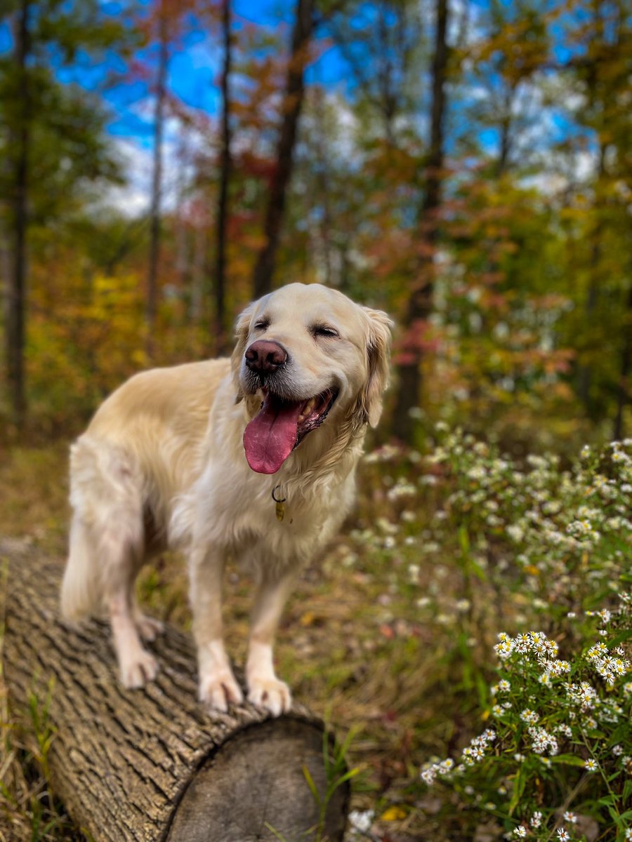 Summer on my mind☀️ #dogsoftwitter #dogtwittercommunity