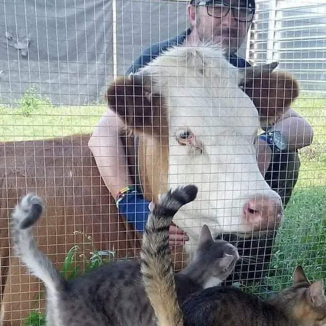 ChioWitrago's tweet photo. Andrea Cisternino es un Italiano que vive en Kiev Ucrania🇺🇦. Tiene un refugio con más de 400 animales, entre ellos perros, gatos, vacas, cerditos, patos, ovejas, etc.
Asegura que prefiere morir antes de abandonar a sus animales.😭❤ https://t.co/3fgUGdAa7o