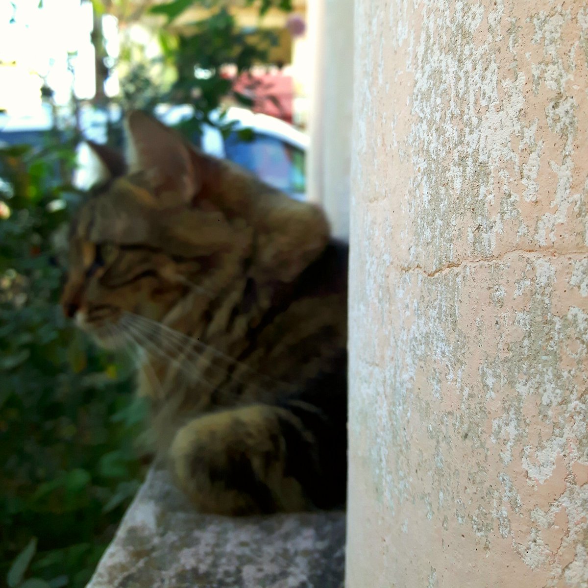 Albert_0107's tweet photo. 😼 https://t.co/yqXEyrJAna
