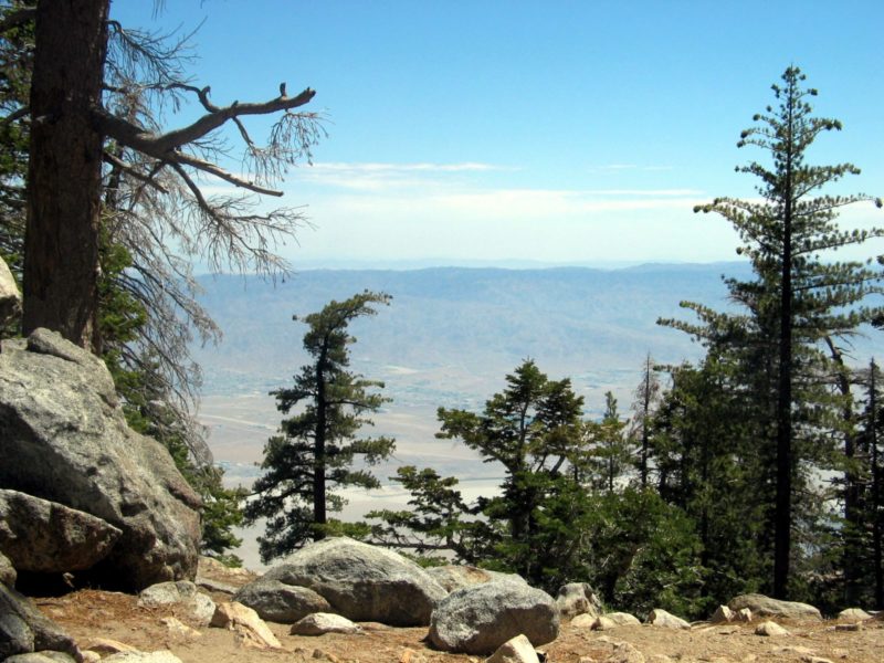 Фото лес зимний холм. Фото на профиль классное планеты леса. Фото на профиль классное планеты леса. Pine walk. Фото холм зимой в лесу.