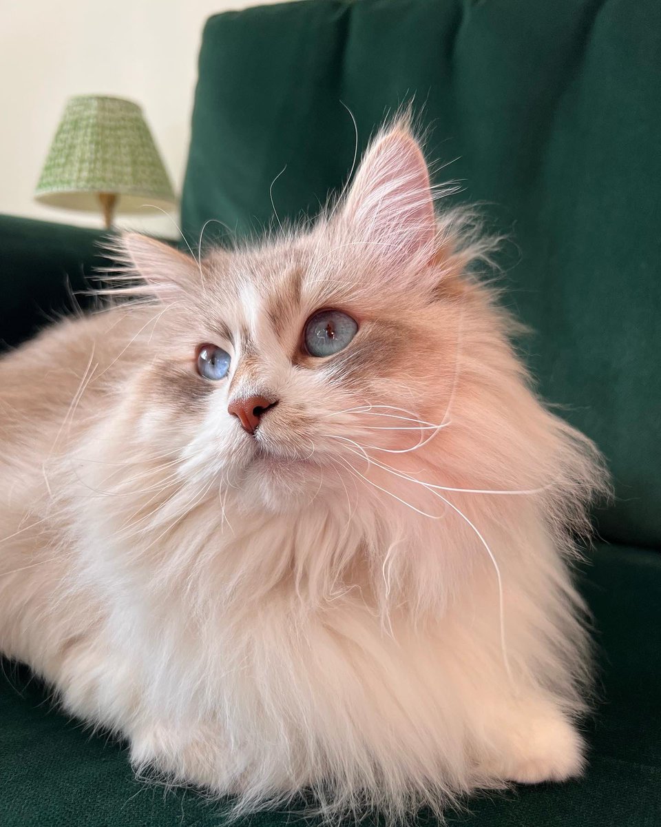 Happy #Caturday ✨🥰