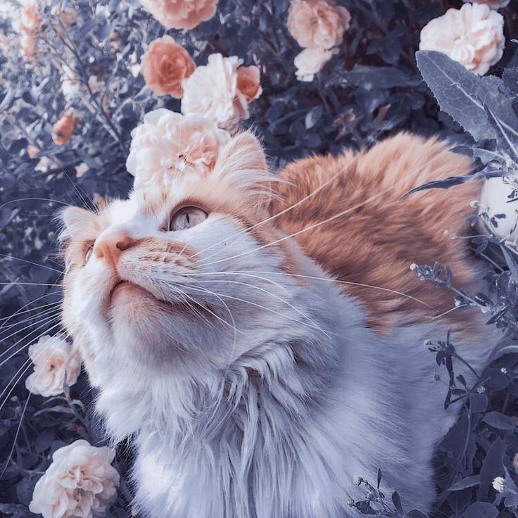 милые котики. милый кот. милые котики. красивые котики из пинтереста. красивые кошки.