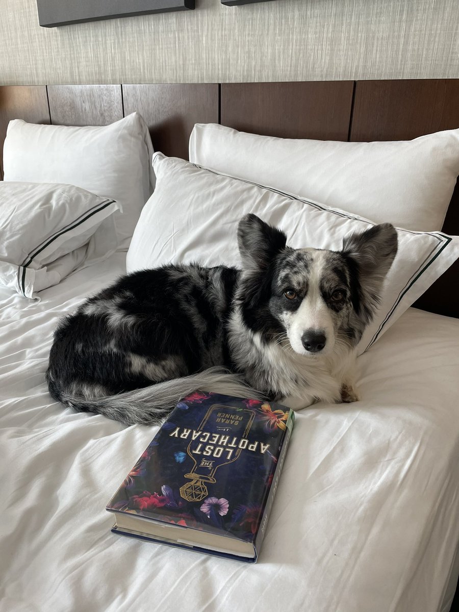 NavyCorgi's tweet photo. Good morning from Navy! #dogsoftwitter #dogs https://t.co/Ke0rAfsdWL