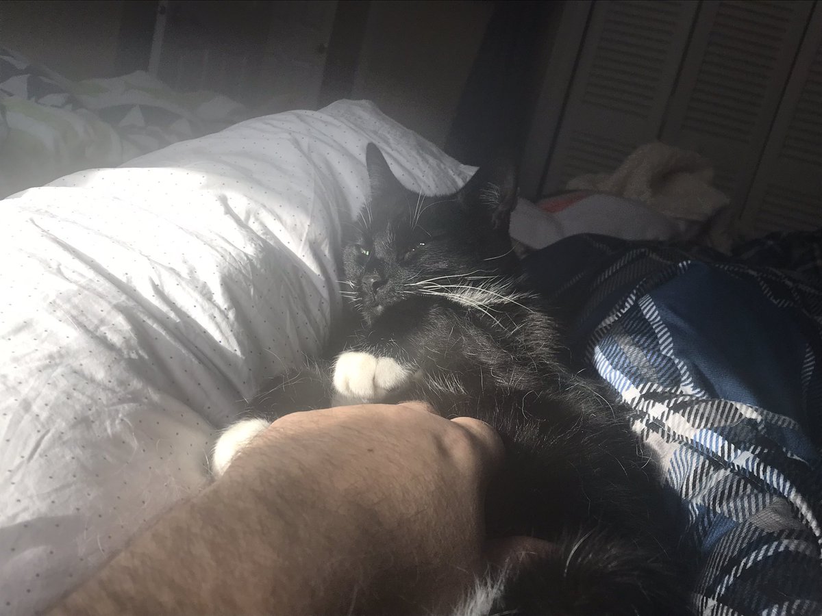LllBean1's tweet photo. I don’t normally like this kind of attention, but when I do there’s a strategically placed sunbeam. https://t.co/tC4fzWa6n7