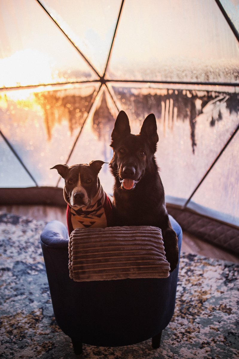 Good morning twitter! Had so much fun here at the domes!! Off to Moab 😍✨

#dogsoftwitter #goodmorning #twitterdogcommunity
