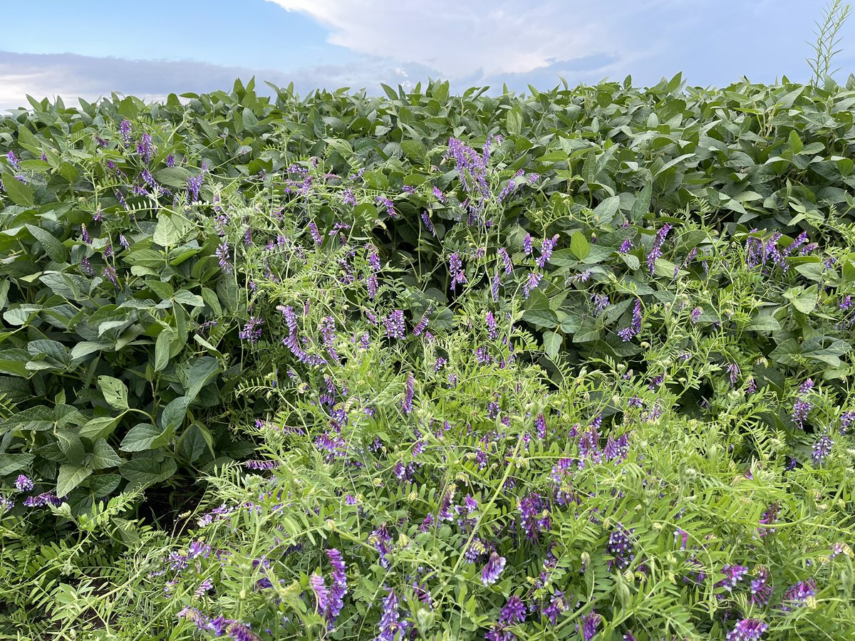 PecoAz's tweet photo. mira @arriolamarcelo2 pocas veces he visto una soja de 1ra tan linda en las #Highlands de #Chillar , qué lugar tendrá en este estado el antecesor? #vicia #CoverCrops #ServiceCrops @CS_Divulgacion @TandiliaReg https://t.co/W7YYFv2XO7