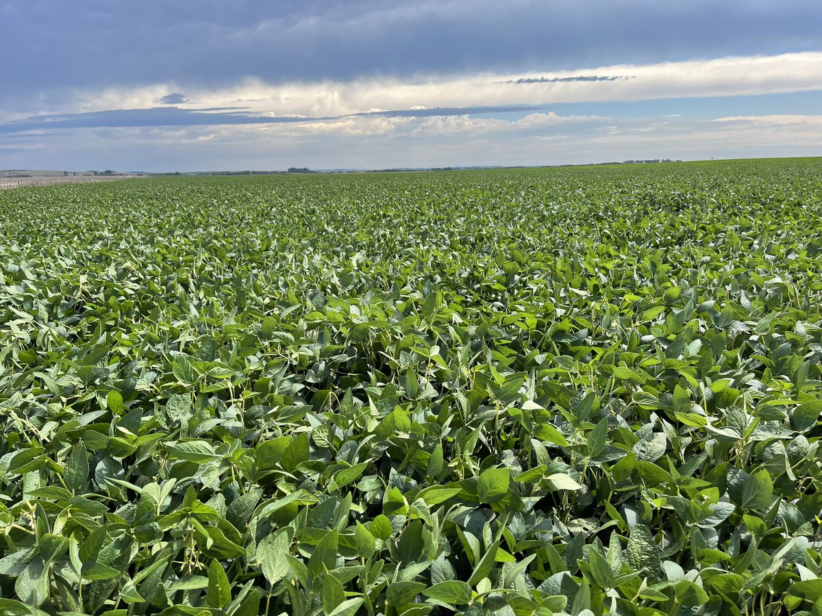 PecoAz's tweet photo. mira @arriolamarcelo2 pocas veces he visto una soja de 1ra tan linda en las #Highlands de #Chillar , qué lugar tendrá en este estado el antecesor? #vicia #CoverCrops #ServiceCrops @CS_Divulgacion @TandiliaReg https://t.co/W7YYFv2XO7
