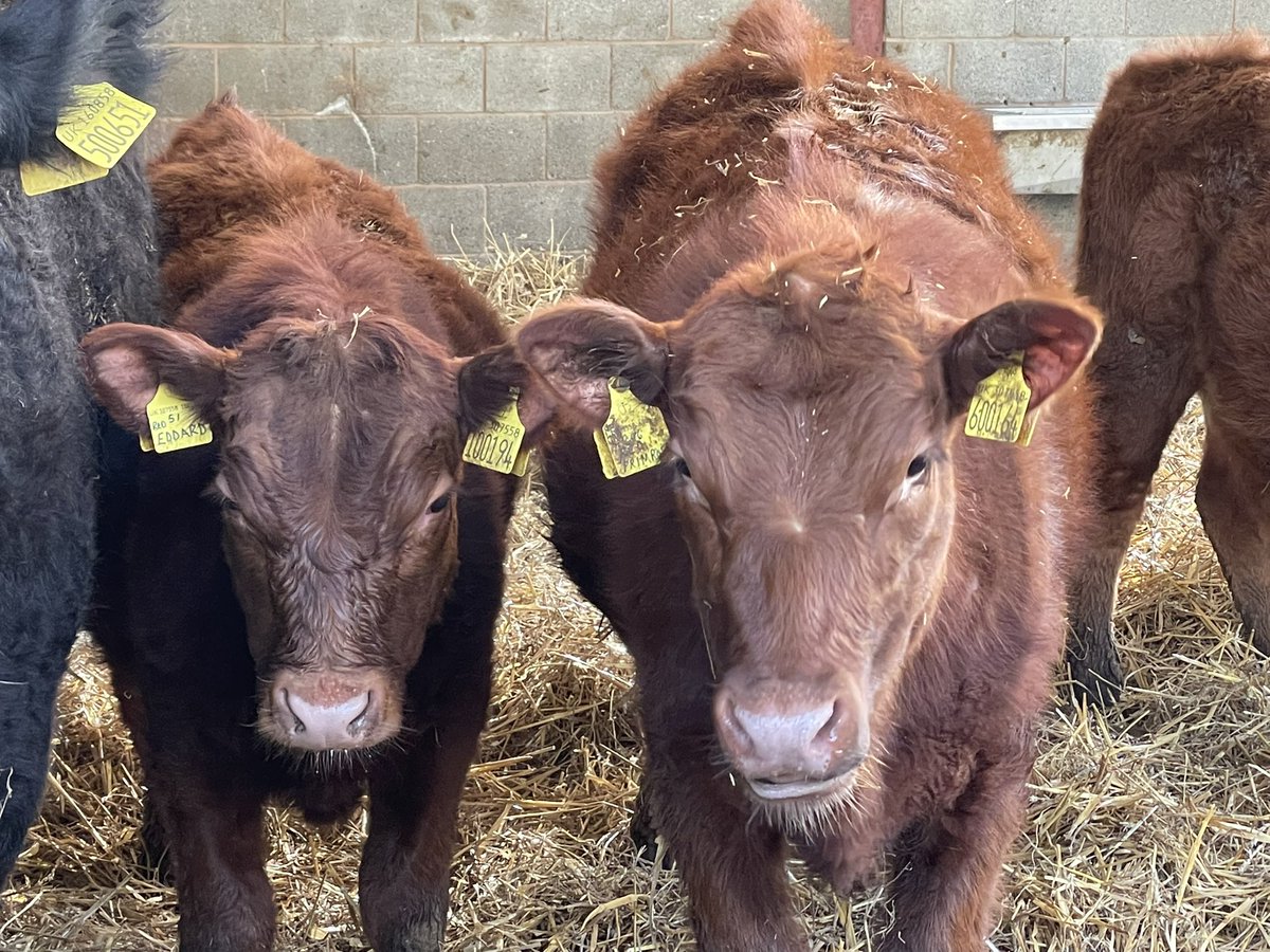 IanDHorsley's tweet photo. Such a gorgeous lineup.
#nativeangus https://t.co/pambgBug71