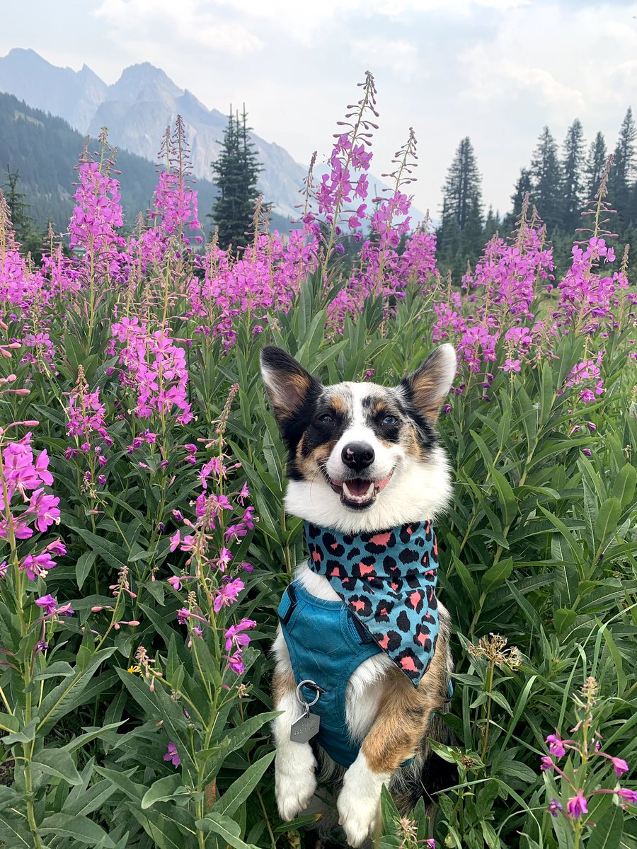 Gorgeous gorgeous dogs join Twitter 

#DogsofTwittter #twitterdogcommunity #dogsoftwitter