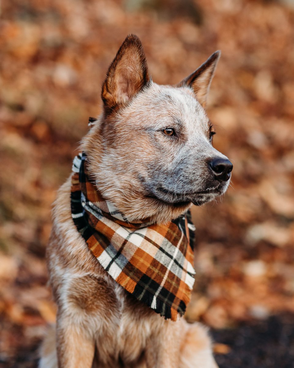 Happy Saturday! #twitterdogs #dogsoftwitter #dogs #tweetoftheday