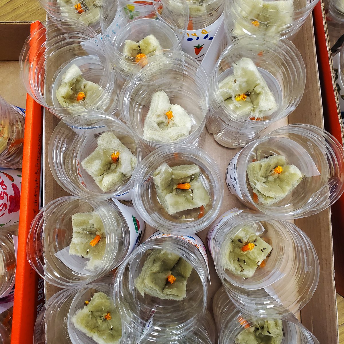 SLuisSTEM's tweet photo. Hydroponics Day #1 #lettuce #pleasegrow #nodirt #enviromentalengineer @NISDTimberwilde https://t.co/czPITVqdRq