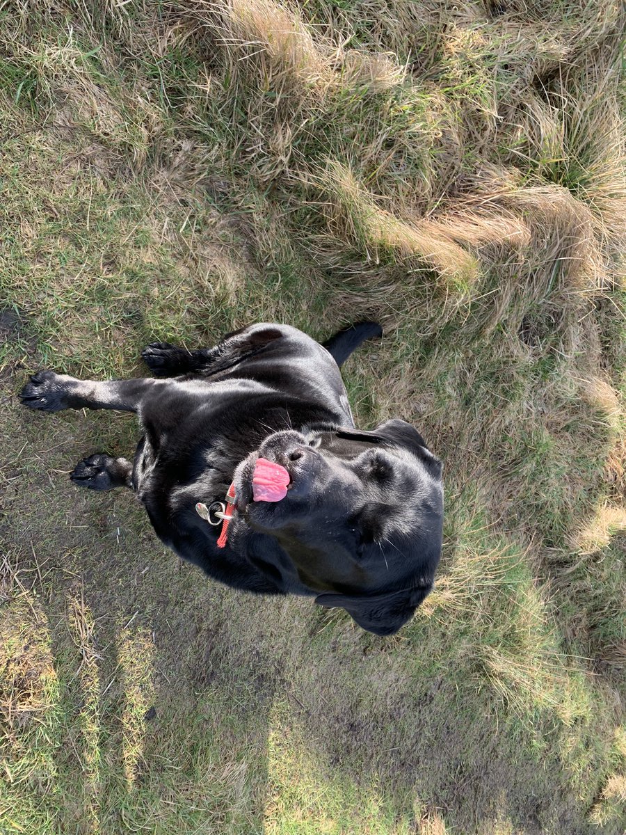 Simbas_Dad1's tweet photo. #dogsoftwitter https://t.co/Bk3fHClPLm