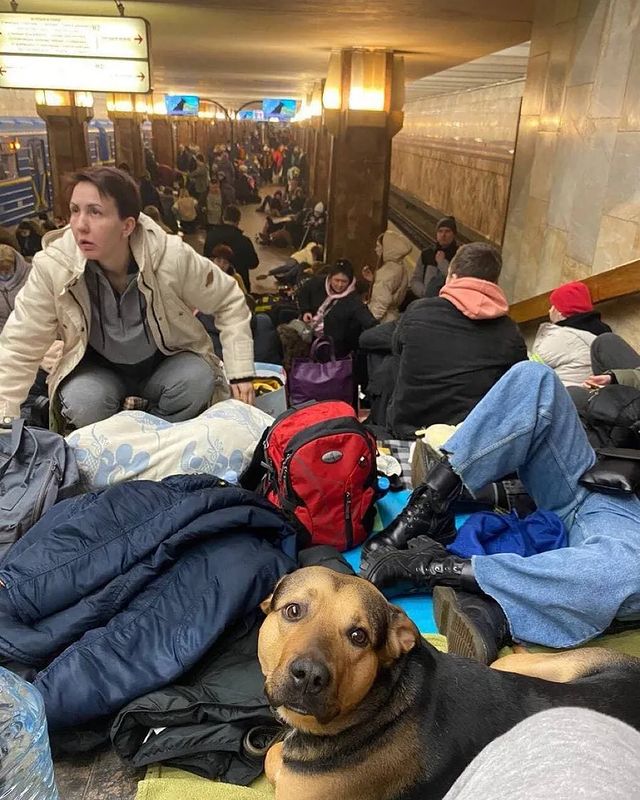 Shristi16227's tweet photo. #UkraineRussiaWar 
nobody cares but Animals Suffer as Much as Humans During Wars.
In this war,some animals are also stay in bomb shelters along with people!
But not all animals are so lucky! people have left pets alone in their home now they have no food.
what is their fault!!!💔 https://t.co/gQpzwRsLkE