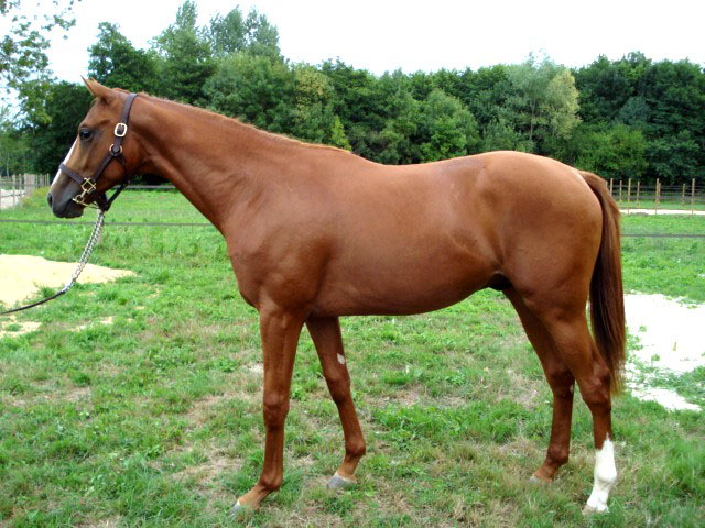 GemixSire's tweet photo. @Emmanuel_Viaud @seenthestars @nbbracing @davidcottin @Lyxalix @harasdulion @OsarusSales Acheté par l'entraîneur Thierry Larrivière à cette occasion… Il avait couru la première course de 2ans à Marseille, dont il avait fini 2e ! 8 courses, 2 victoires et 5 places à 2 ans : c'est un cas unique parmi les vainqueur de la Grande Course de Haies d'Auteuil ! https://t.co/JHSJVNAr0B