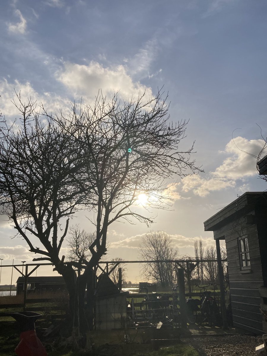 Ammerins's tweet image. One of the last few days this tit can sit in our apple tree and sing his song… #terminaltree