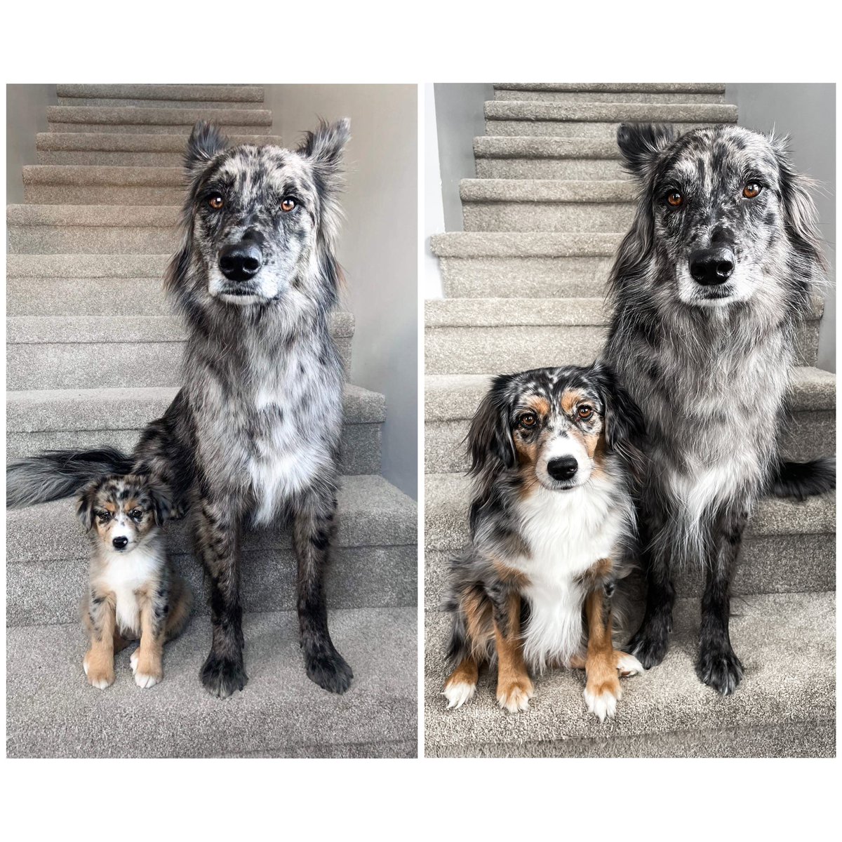 My heart was not prepared for this 🥺 Bliss at 9 weeks vs 2 years 9 months, with big brother Birch
#dogsoftwitter #twitterdogcommunity #puppy #twitterdogs #beingbirch
