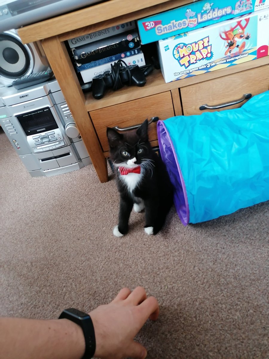 adamralphmds's tweet photo. @EvieMaddenpw Friend of mine recently got a kitten. Meet Greg. https://t.co/7wHuuZbzyr