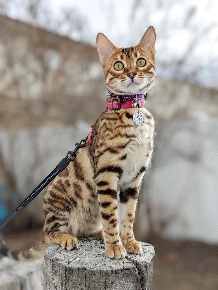 Any cat accounts made the jump from Instagram to Twitter? #CatsOfTwitter #Caturday #Cat #CatsLivesMatter 

Leave a comment or tag your cat friends, I want more kitty content 🐱