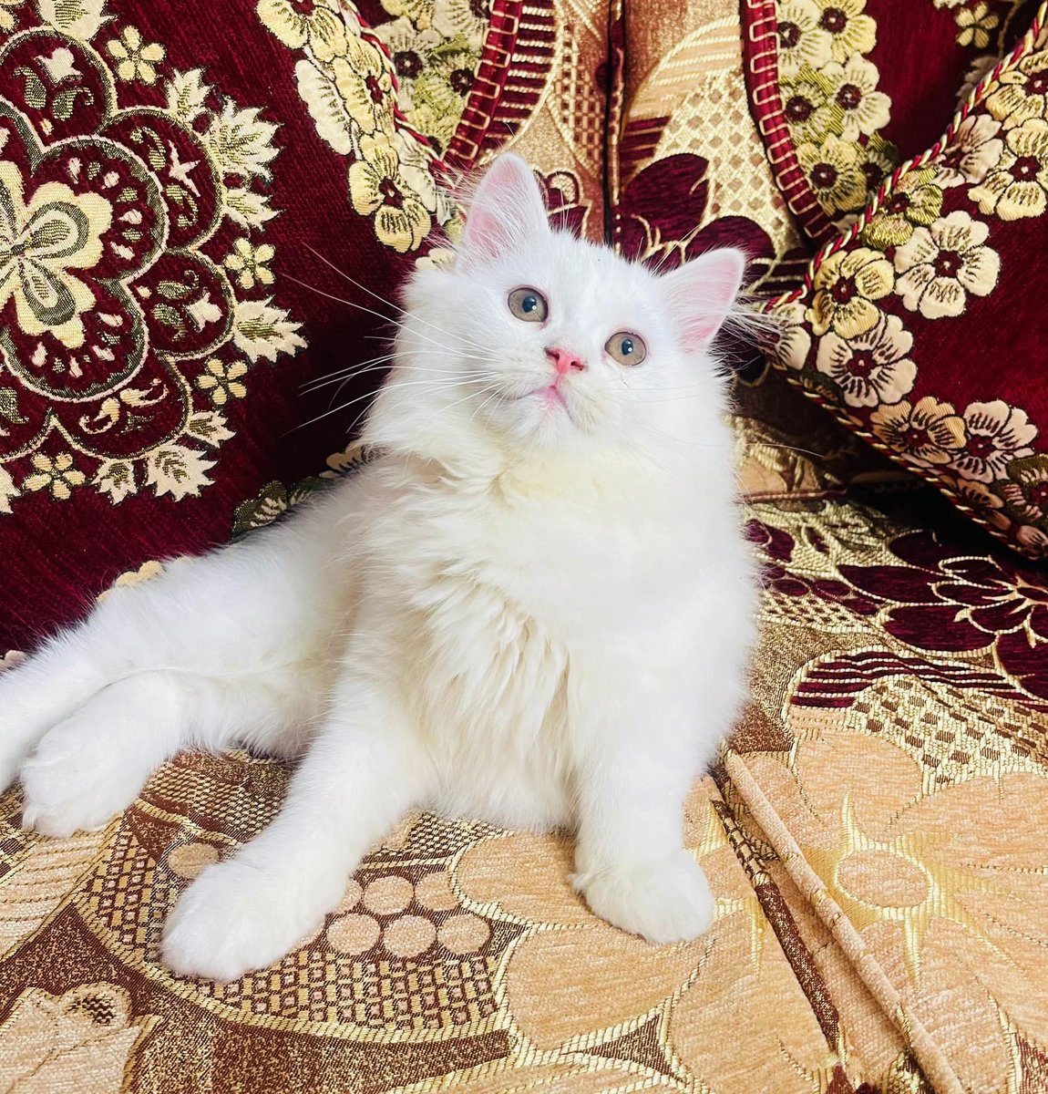 CynthiaJBrant1's tweet photo. What Should cute Name for My Cat? In case you’re searching for a cute name for cat your male or female cat, this rundown presents in excess of 350+ suggestions to browse.
#catchandrealease #cataractsurgery #catsanddogslivingtogether https://t.co/DAf1pRUhHf