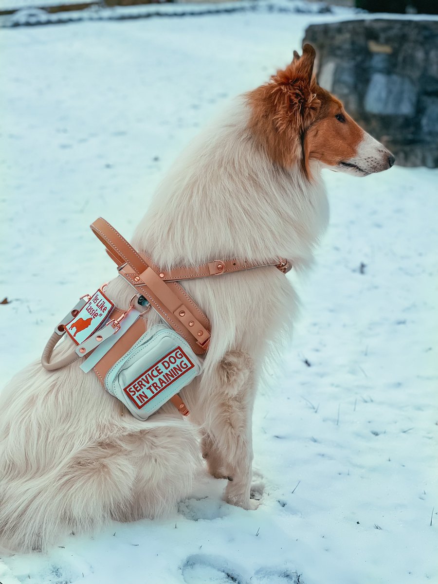 simplybe_'s tweet photo. Trying to figure out how to get #savy in the #DogCommunity on Twitter #help https://t.co/5QZTnxB0MZ
