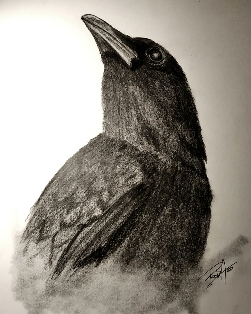 rodrialvi's tweet photo. ¿Te gusta lo que hago? Si, a veces dibujo y pinto. Hoy salió este cuervito a la luz (hecho en grafito sobre papel de 120gr) y ya tiene hogar!!!!! Me puedes encontrar en Ig como "rodrialvaradov" todo lo que hago lo hago de corazón! 🖤🖤🖤🖤 https://t.co/qp3nzIOnM7