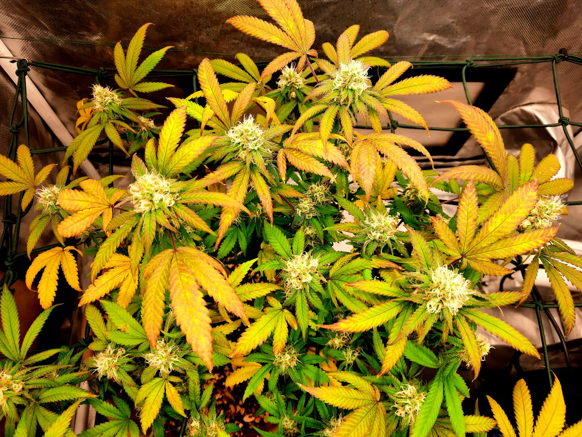 FlaioBudz's tweet photo. #Autumn 🔥 New York Turbo Diesel 5 Weeks Flowering https://t.co/CfPduMDj12